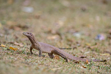 Bengal Monitor - Varanus bengalensis, large lizard from Sri Lankan forests, Sri Lanka.の写真素材