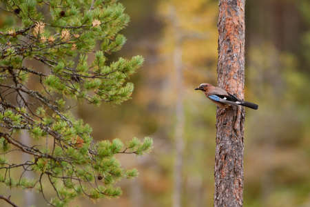 Eurasian Jay - Garrulus glandarius, large colored perching bird from European forests and woodlands, Finland.の写真素材