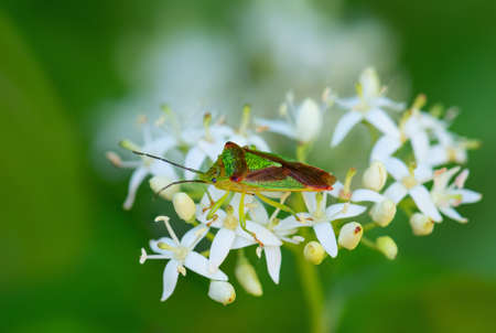 Hawthorn Shield bug - Acanthosoma haemorrhoidale, common beautiful bug from European meadows and...