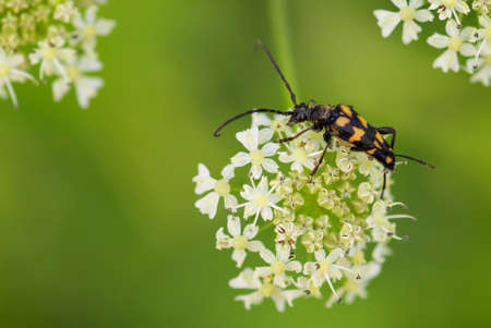Four-banded Longhorn beetle - Leptura quadrifasciata, small beautiful beetle from European meadows and grasslands, Czech Republic.の写真素材