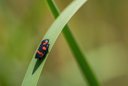 Small cicada - Cercopis sanguinolenta, colored tiny bug from European meadows and grasslands, Czech...