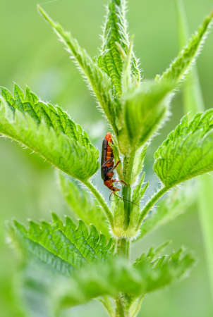 soldier beetle - Cantharis fusca, small beautiful beetle from European meadows and grasslands, Czech...