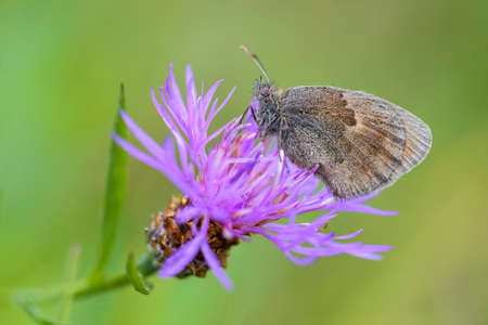 Small Heath butterfly - Coenonympha pamphilus, beautiful brown and orange butterfly from Europe and North Africa, Zlin, Czech Republic.の写真素材