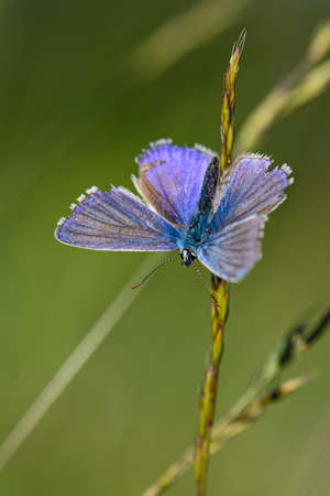 Chapman's Blue - Polyommatus thersites, beautiful small blue butterfly from European meadows, Czech...