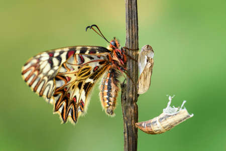 Southern Festoon butterfly - Zerynthia polyxena, beautiful colored rare butterfly from European meadows and grasslands, Czech Republic.の写真素材