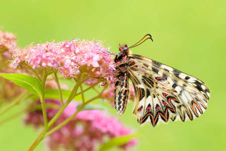 Southern Festoon butterfly - Zerynthia polyxena, beautiful colored rare butterfly from European...