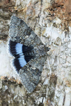 Clifden Nonpareil moth - Catocala fraxini, large moth from Central and Northern European forests and woodlands, Czech Republic.の写真素材