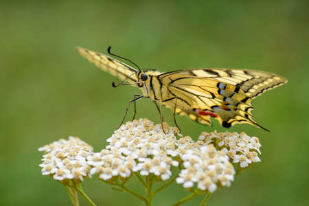 Old World Swallowtail butterfly - Papilio machaon, beautiful colored iconic butterfly from European meadows and grasslands, Czech Republic.の写真素材