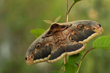 Great Peacock Moth - Saturnia pyri, beautiful large moth from Europe, Czech Republic.の写真素材