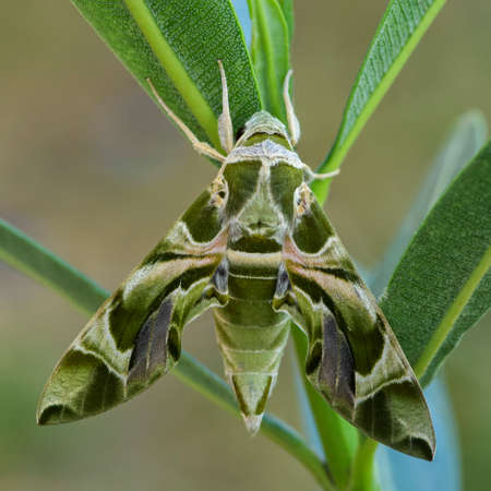 Oleander Hawk-moth - Daphnis nerii, beautiful colored moth from European forests and woodlands,...