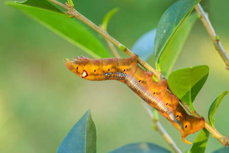 Oleander Hawk-moth - Daphnis nerii, beautiful colored moth from European forests and woodlands, Turkey.の写真素材