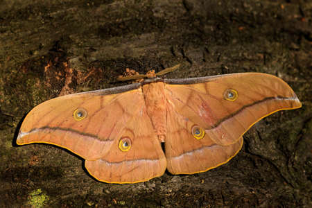 Chinese Oak Silkmoth - Antheraea pernyi, large beautiful orange moth from southern China.の写真素材