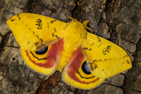 Io moth - Automeris io, beautiful colorful moth from North American forests, Mexico.の写真素材