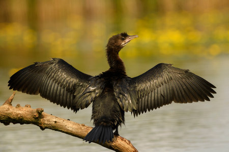 Pygmy Cormorant - Microcarbo pygmaeus, beautiful water bird from European swamps and fresh waters,...
