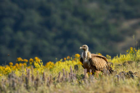 Griffon Vulture - Gyps fulvus, large brown white headed vulture from Old World and Africa, Bulgaria.の写真素材