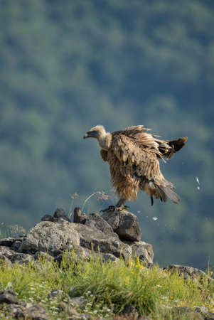 Griffon Vulture - Gyps fulvus, large brown white headed vulture from Old World and Africa, Bulgaria.の素材 [FY310185417406]