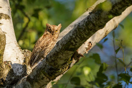 Scops Owl - Otus scops, beautiful small owl from European forests and woodlands, Eastern Rodope Mountains, Bulgaria.の写真素材