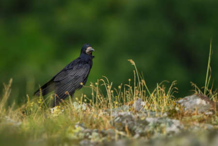 Rook - Corvus frugilegus, black large bird from European woodlands, Eastern Rodope mountains, Bulgaria.の写真素材