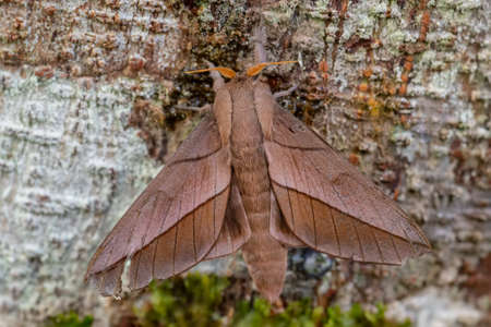 emperor moth - Oiticella sp. - beautiful large moth from South American forests and woodlands, Ecuador.の写真素材