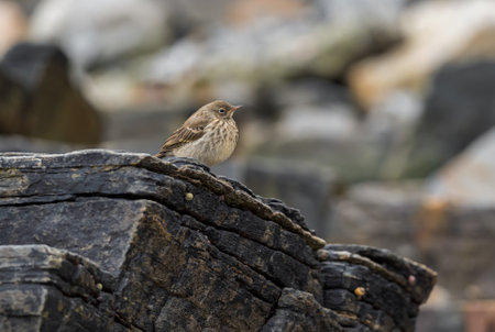 European Rock Pipit - Anthus petrosus, small brown perching bird from European sea and ocean coasts and cliffs, Runde island, Norway.の写真素材