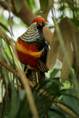 Golden Pheasant - Chrysolophus pictus, beautiful colorful pheasant from Asian forests and woodlands,...