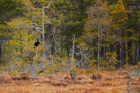 Eurasian Black Grouse - Lyrurus tetrix, black forest bird from European forests and woodlands, Sweden.の写真素材