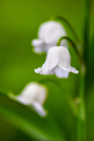 Lily-of-the-valley - Convallaria majalis, beautiful flowering plant from European forests and woodlands, Zlin, Czech Republic.の写真素材
