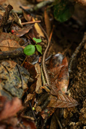 Spotted Forest Skink - Sphenomorphus maculatus, small hidden lizard from Asian forests and...