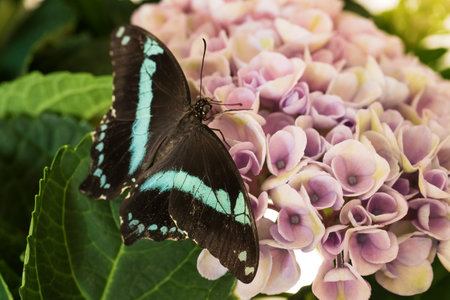 Narrowly Green-banded Swallowtail - Papilio nireus, beautiful large buttefly from African meadows and gardens, Uganda.の写真素材