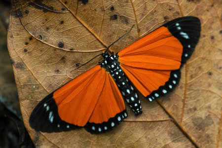 Orange African moth - Scopula libyssa, geometer moth from African forests and woodlands, Uganda.