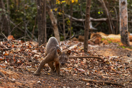 Fossa - Cryptoprocta ferox, Kirindi forest, Madagascar. The biggest predator of Madagascar forests.の写真素材