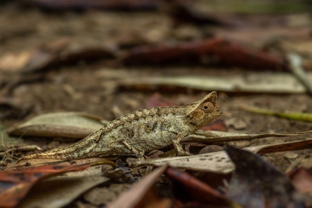 Brown leaf chameleon - Brookesia superciliaris, small beautiful endemic chameleon from Madagascar tropical forest, Camouflage.の写真素材