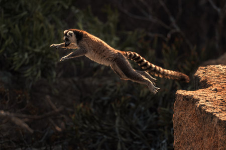 Ring-tailed Lemur - Lemur catta, beautiful lemur from Southern Madagascar forests, Anja reserve,...