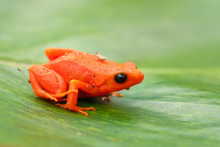 Golden Mantella - Mantella aurantiaca, beautiful endemic golden frog from Madagascar rain forest.の素材 [FY310197077423]