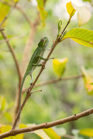 Chameleon - Furcifer bifidus, beautiful green chameleon endemic in Madagascar forests.