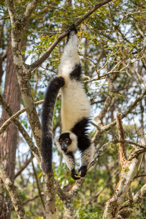 Black and White Ruffed Lemur - Varecia variegata, beautiful lemur from Madagascar east coast forests, Madagascar.の写真素材