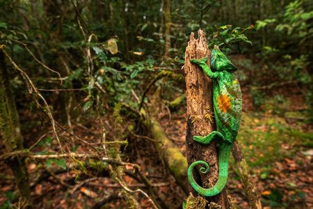 Parson's Chameleon - Calumma parsonii, rain forest Madagascar east coast. Colorful endemic lizard.の写真素材