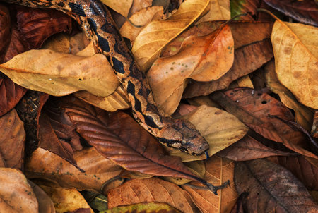Madagascar Boa - Acrantophis madagascariensis, the largest snake of Madagascar forests. Endemic snake.の写真素材