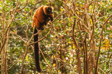 Red Ruffed Lemur - Varecia rubra, beautiful colored primate from North Madagascar tropical forests...
