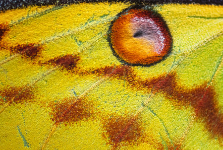 Madagascan Moon Moth - Actias mittrei, beautiful large moth from Madagascar rain forests, Andasibe Mantadia National Park, Madagascar.の写真素材