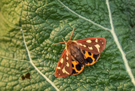 Garden Tiger Moth - Hyphoraia aulica, small beautiful colored moth from European forests, meadows and grasslands, Zlin, Czech Republic.の写真素材