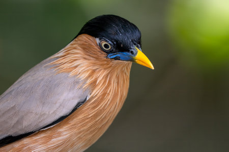 Brahminy Starling - Sturnia pagodarum, beautiful colored perching bird from Asian forests, jungles and bushes, Nagarahole Tiger Reserve, India.の写真素材