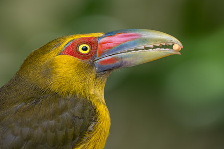 Saffron Toucanet - Pteroglossus bailloni, beautiful colored bird from Atlantic forests of South America, Brazil.の写真素材