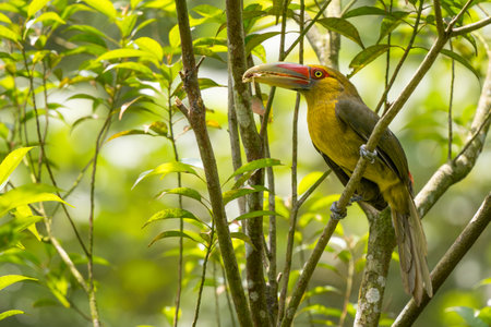 Saffron Toucanet - Pteroglossus bailloni, beautiful colored bird from Atlantic forests of South America, Brazil.の写真素材