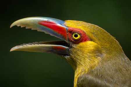 Saffron Toucanet - Pteroglossus bailloni, beautiful colored bird from Atlantic forests of South America, Brazil.の写真素材