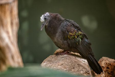New Guinea Bronzewing pigeon - Henicophaps albifrons, large beautiful colored pigeon from tropical forests of New Guinea.の写真素材