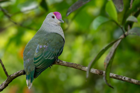 Rose-crowned Fruit Dove - Ptilinopus regina, beautiful colored fruit dove from forests of...