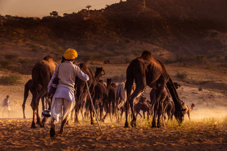 Man taking of care his camels in Pushkarのeditorial素材