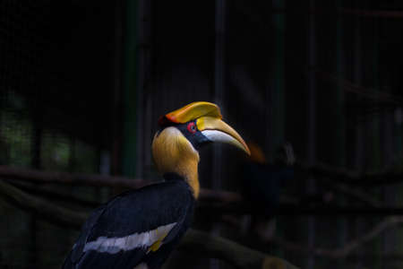 bird, animal, wildの写真素材