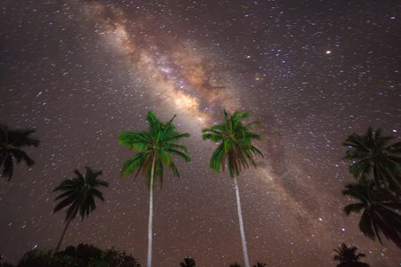 Nice view of Milkyway above tall coconut trees on Mapadegat beach Mentawai Islands, West Sumatra, Indonesia.の写真素材